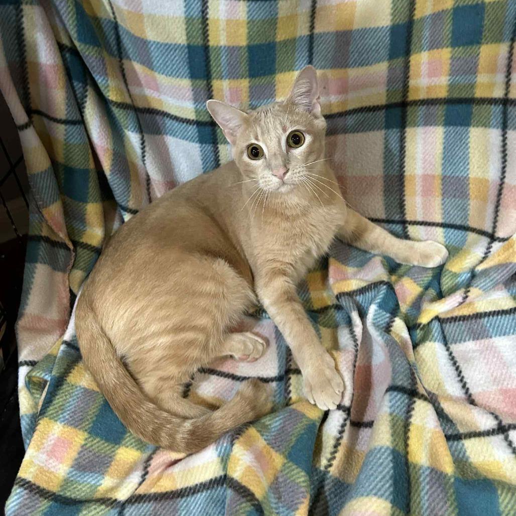 Enlarge Curious George, a Adoptable Domestic Short Hair in Columbia, MO image 1/1