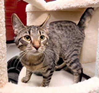 Lila, Adoptable, Kitten Female Tabby.