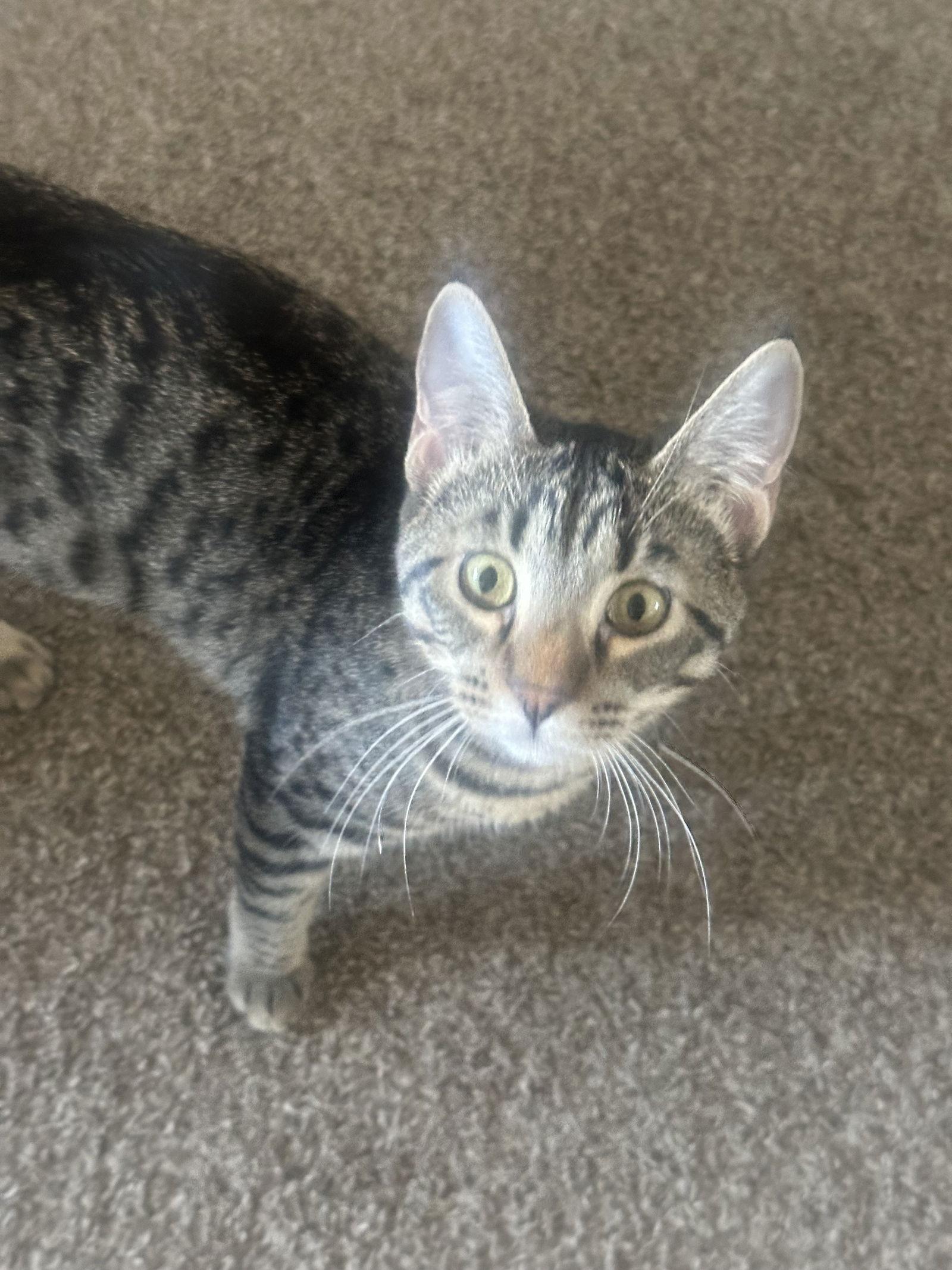 Enlarge Lila, a Adoptable Tabby in Chandler, AZ image 1/1