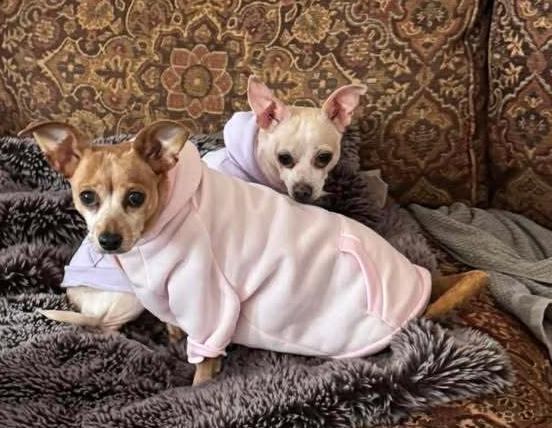 Half-Pint, Adoptable, Adult Female Chihuahua.