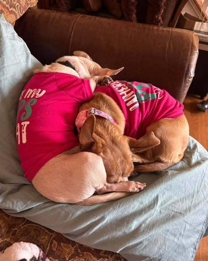 Enlarge Half-Pint, a Adoptable mixed breed in Woodbridge, VA image 2/4