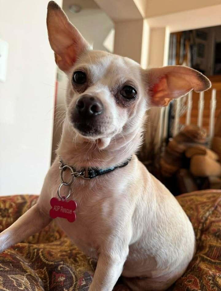 Half-Pint, Adoptable, Adult Female Chihuahua.
