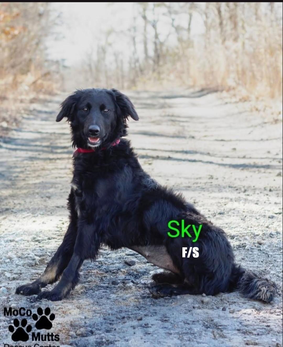 Enlarge Sky - arriving 2/21/26 around 10 am, a Adoptable mixed breed in Chardon, OH image 1/1