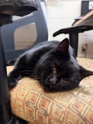 Sissy, Adoptable, Adult Female Domestic Short Hair.