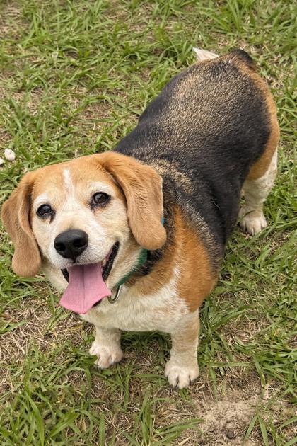 Enlarge Zacharius, a ADOPTABLE Beagle in Inverness, FL image 3/3