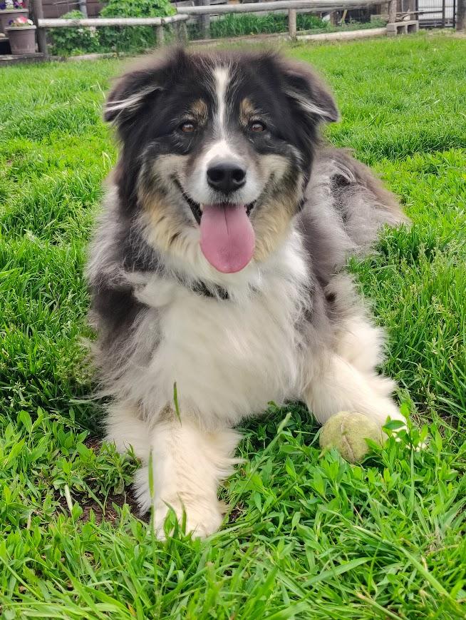 Willow (Courtesy Listing), a ADOPTABLE Australian Shepherd in Jackson, WY image 1/4