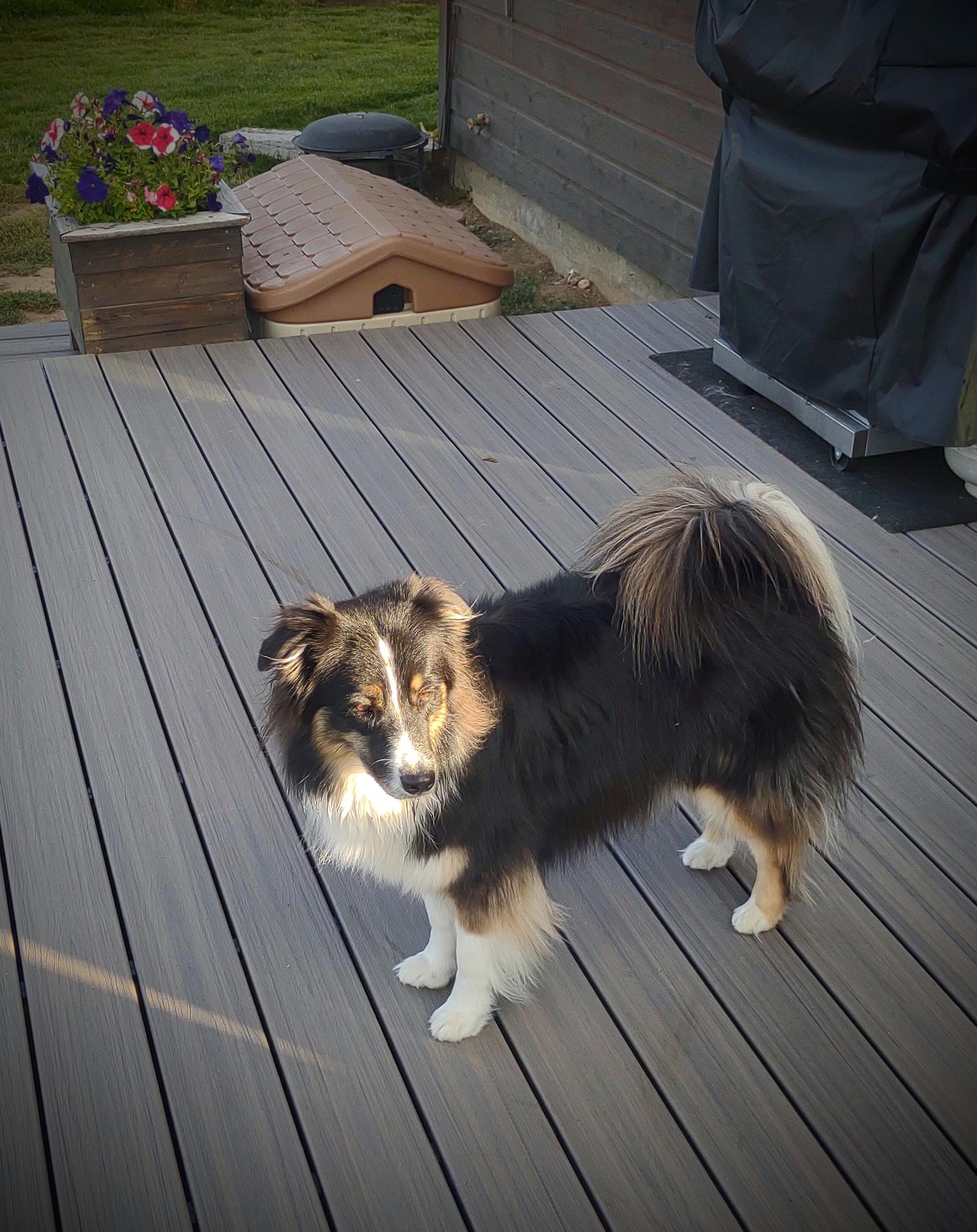 Willow (Courtesy Listing), a ADOPTABLE Australian Shepherd in Jackson, WY image 4/4