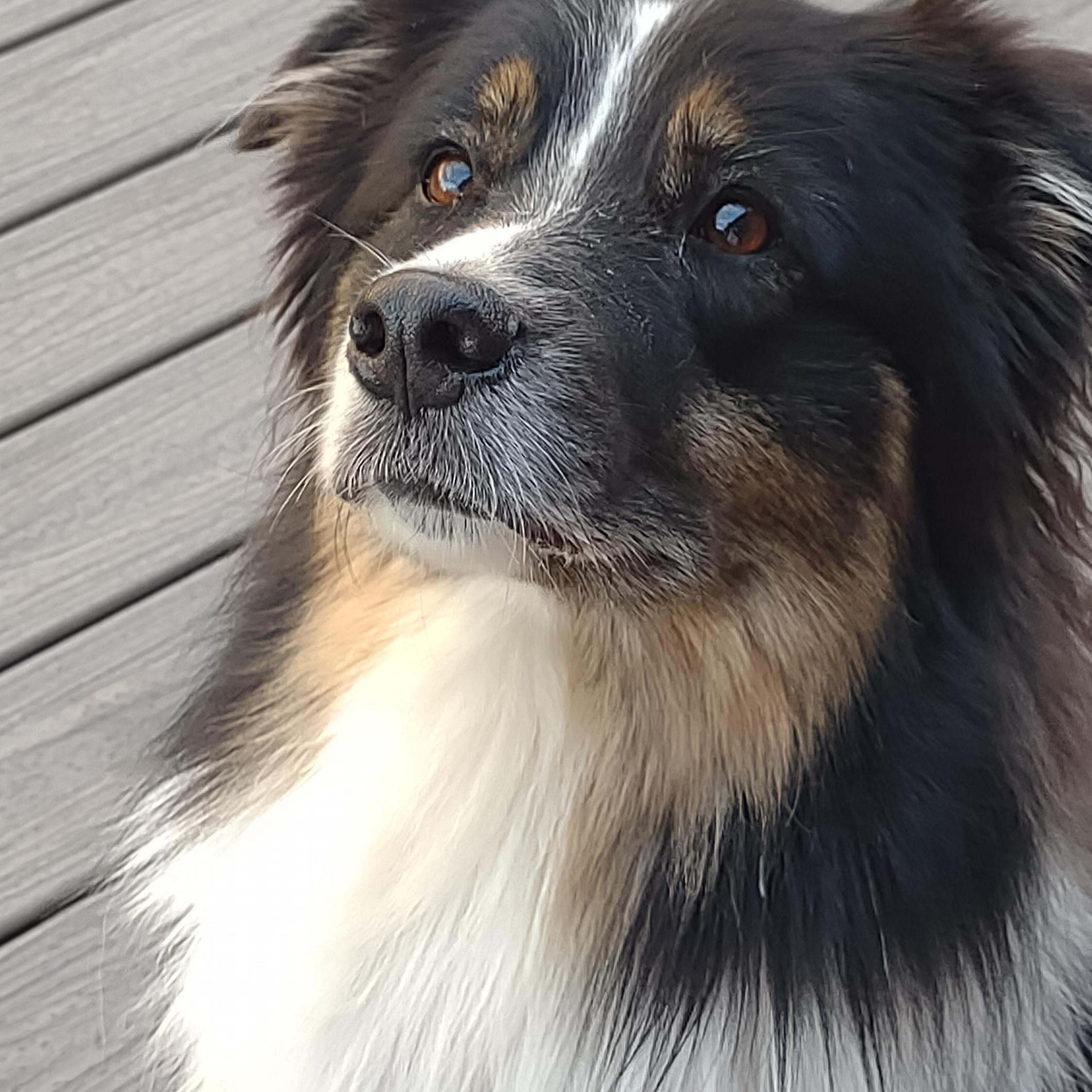 Willow (Courtesy Listing), a ADOPTABLE Australian Shepherd in Jackson, WY image 2/4