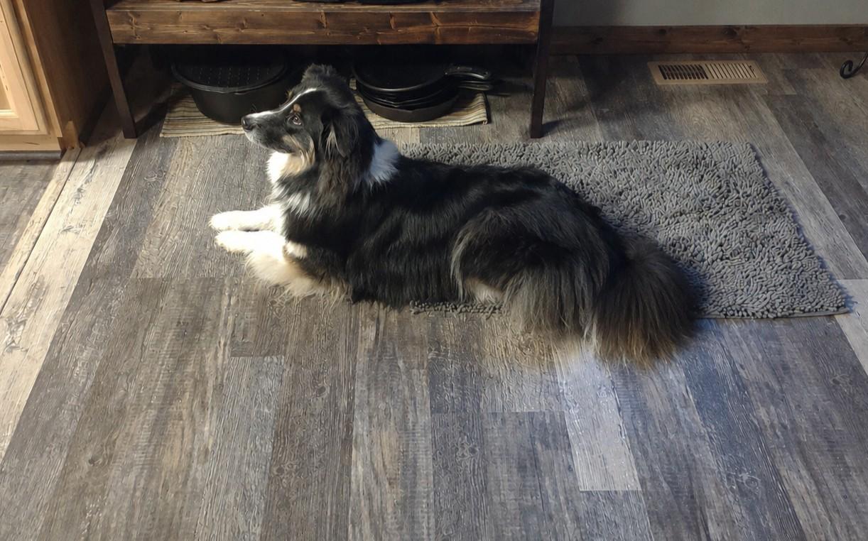 Willow (Courtesy Listing), a ADOPTABLE Australian Shepherd in Jackson, WY image 3/4