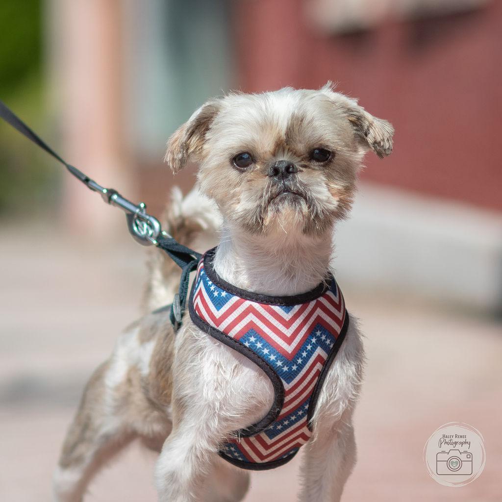 James, adopted, Young Male Shih Tzu.