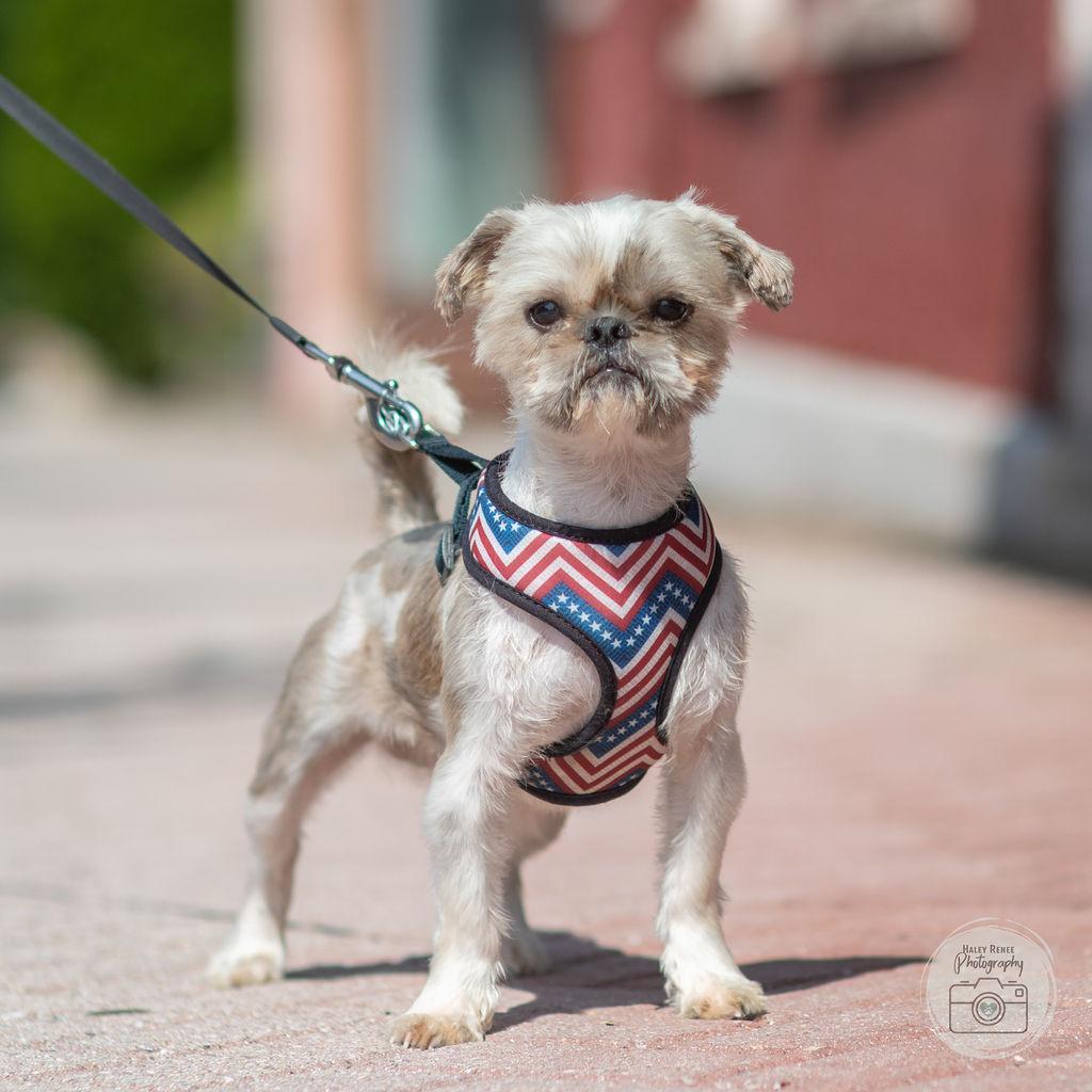Enlarge James, an adopted Shih Tzu in Blairsville, PA image 2/2