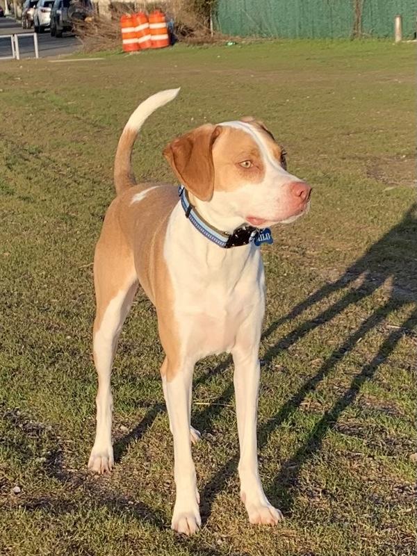 Enlarge Milo, a Adoptable mixed breed in Staten Island, NY image 2/6
