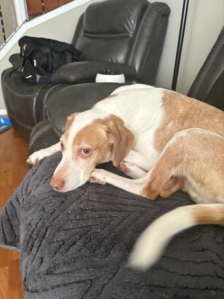 Enlarge Milo, a Adoptable mixed breed in Staten Island, NY image 3/6