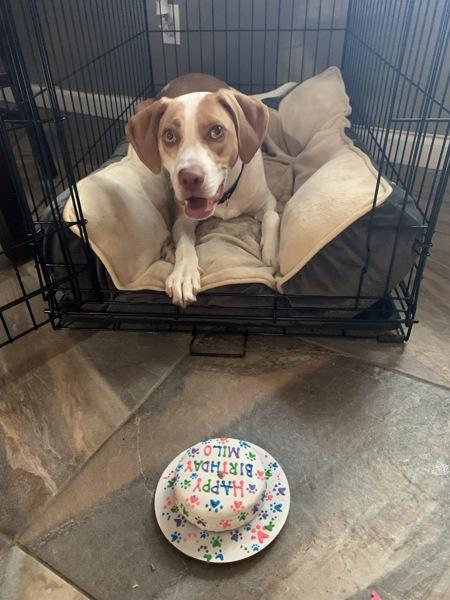 Enlarge Milo, a Adoptable mixed breed in Staten Island, NY image 5/6