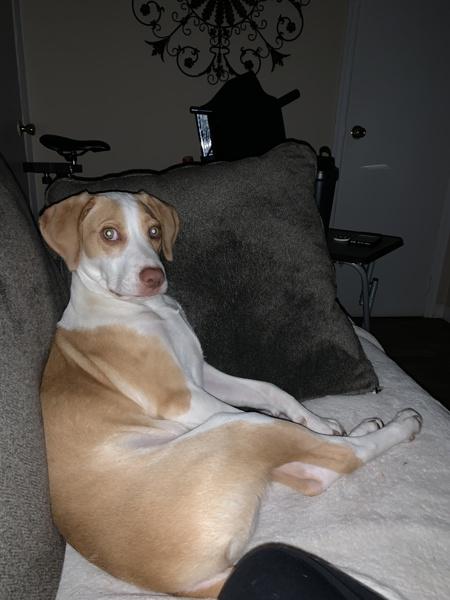 Enlarge Milo, a Adoptable mixed breed in Staten Island, NY image 6/6