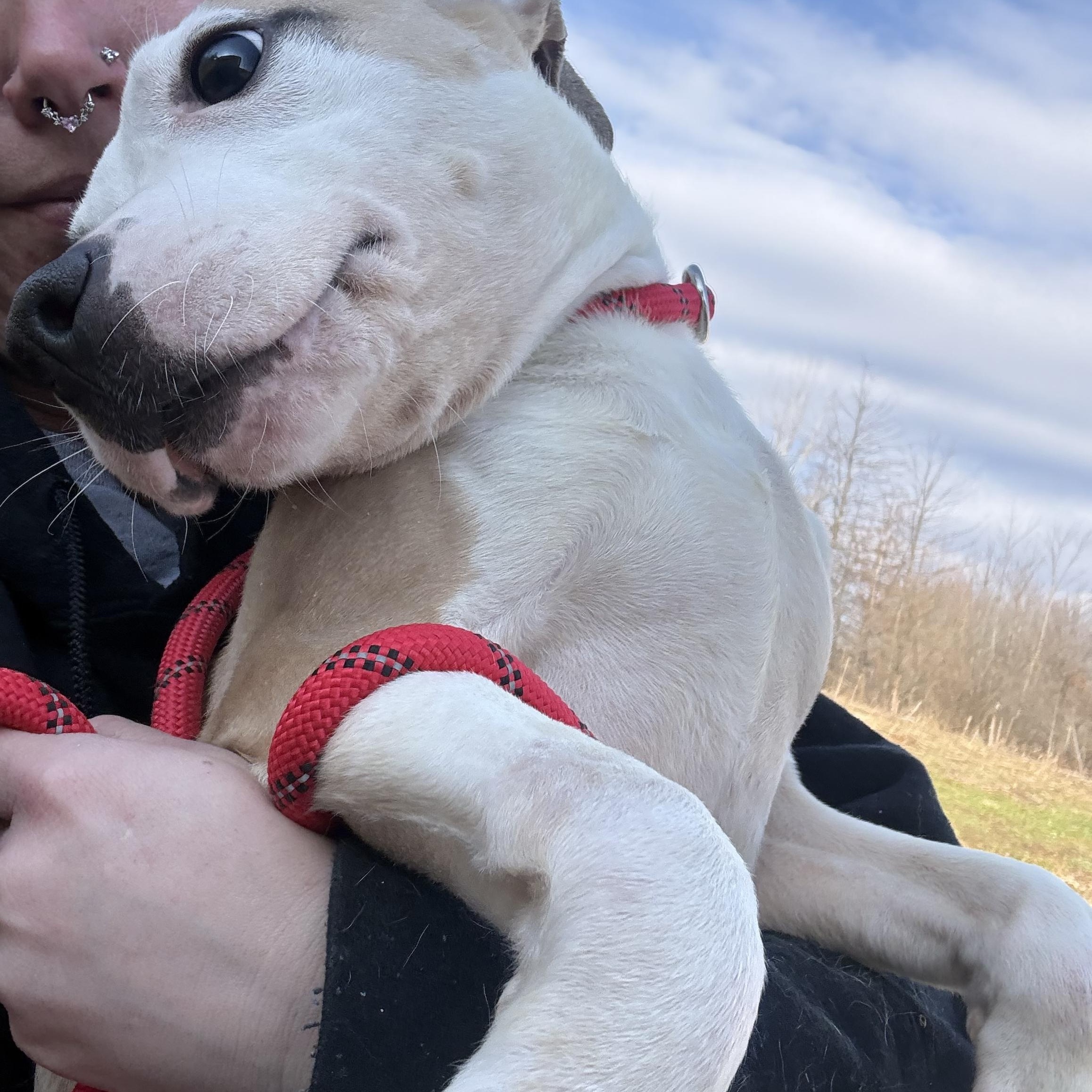 Enlarge Mulan , an adopted mixed breed in Youngstown, OH image 2/5