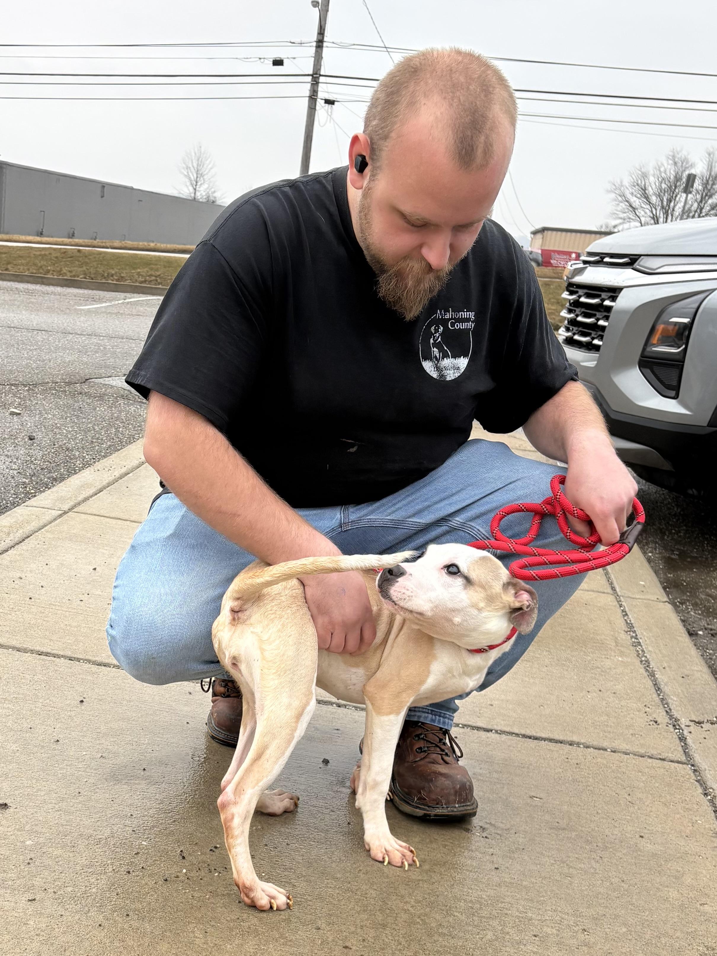 Enlarge Mulan , an adopted mixed breed in Youngstown, OH image 3/5