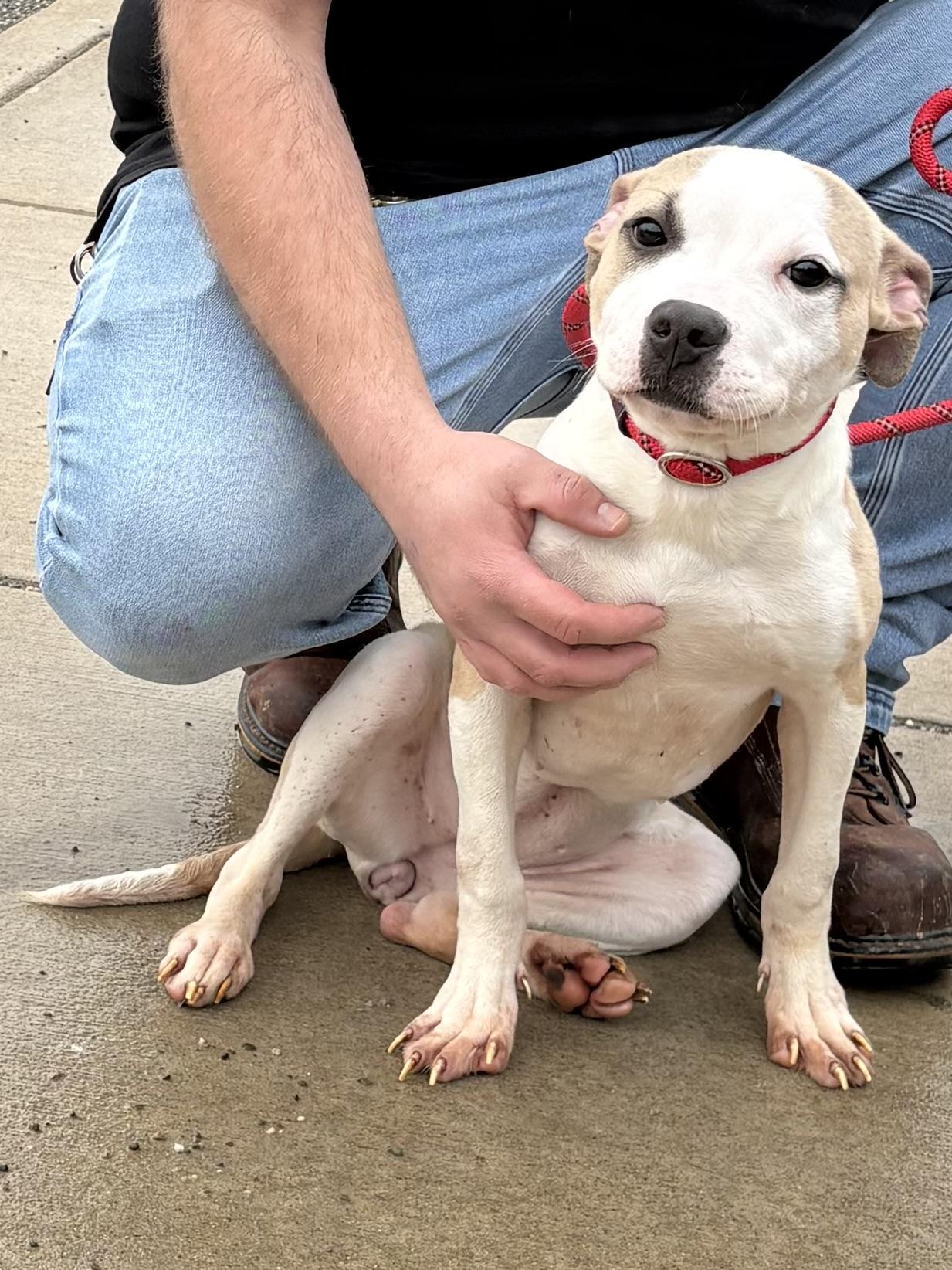Mulan , adopted, Young Female Pit Bull Terrier.