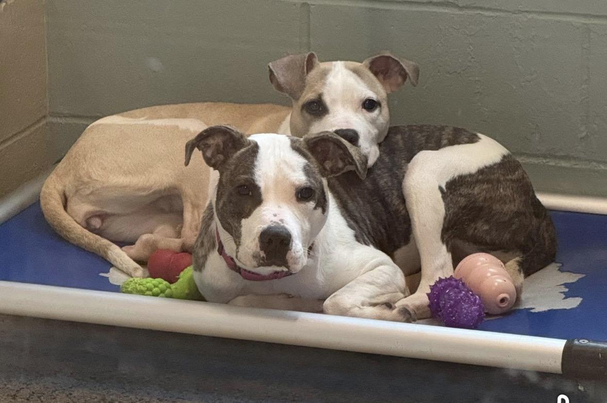 Enlarge Mulan , an adopted mixed breed in Youngstown, OH image 5/5