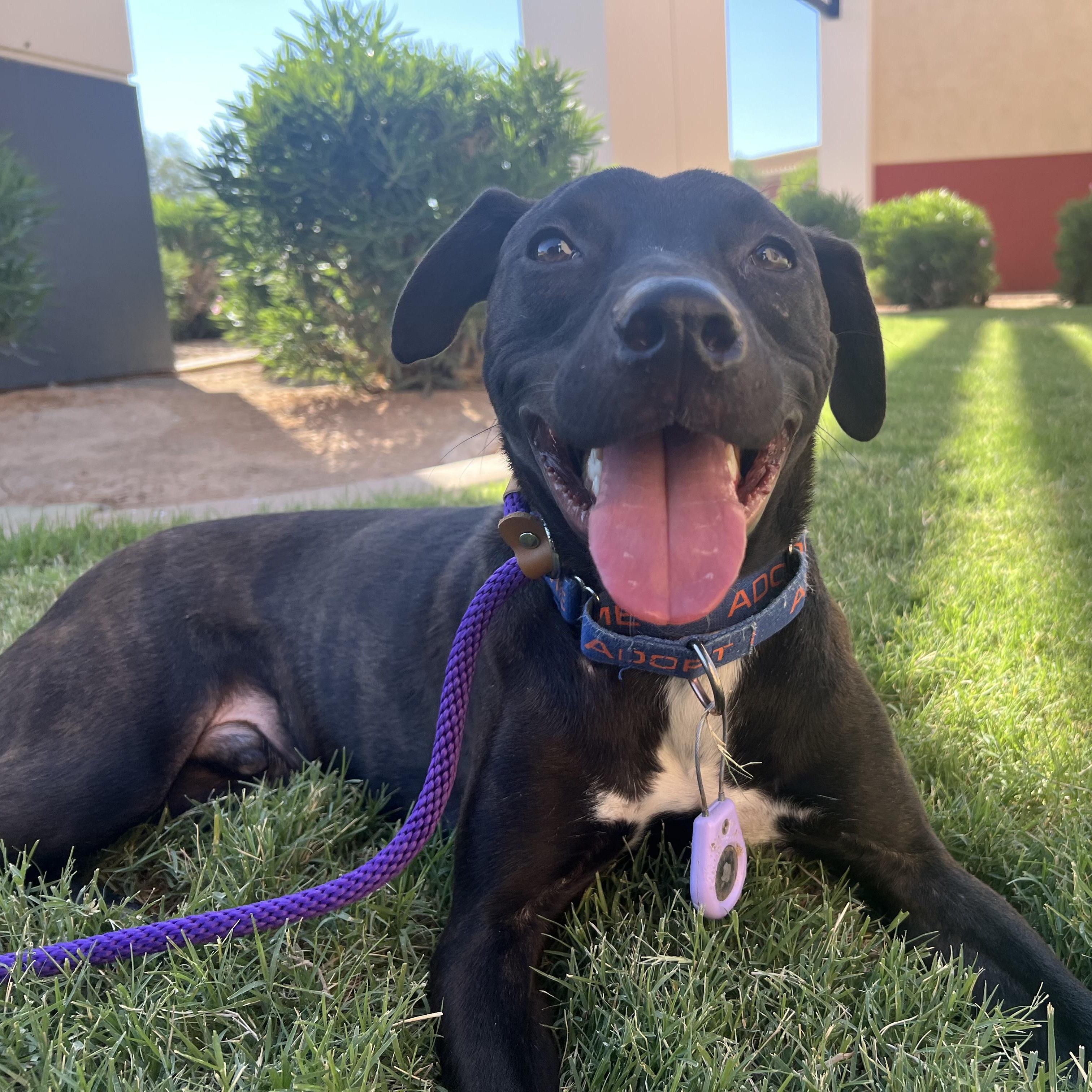 Nelson, a Adoptable mixed breed in Scottsdale, AZ image 1/6