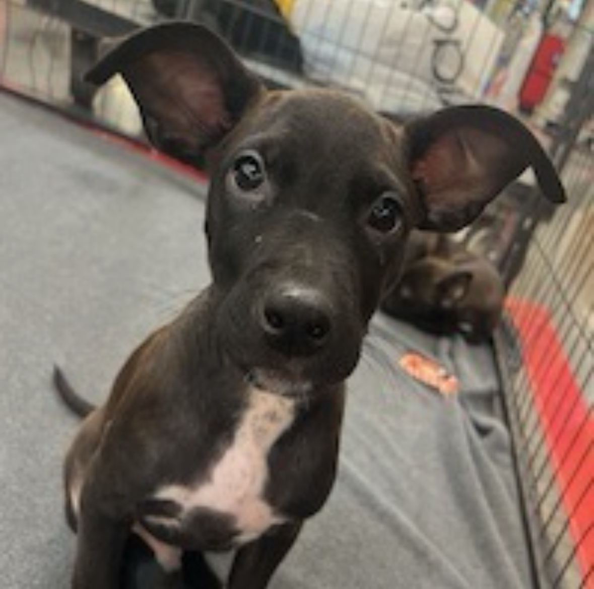 Nelson, Adoptable, Puppy Male Belgian Shepherd / Malinois.