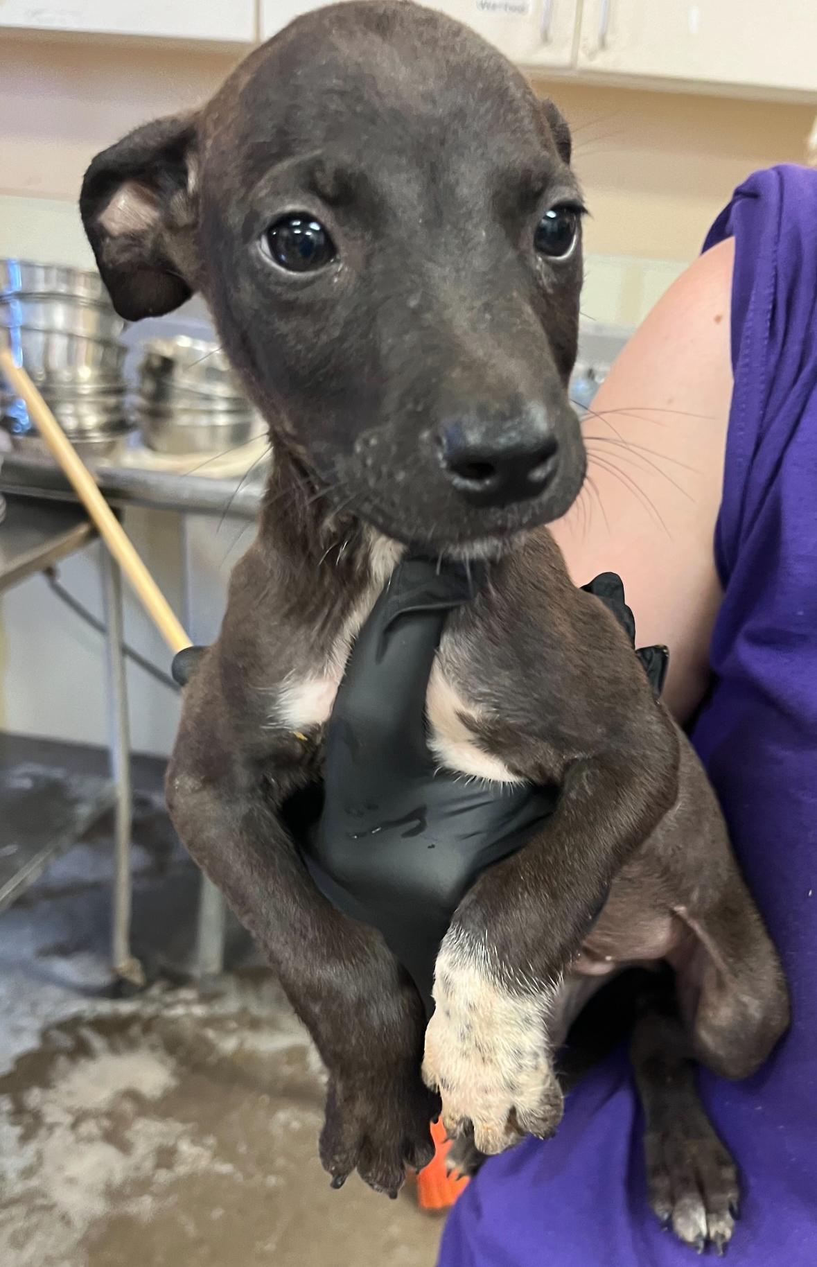Nelson, a Adoptable mixed breed in Phoenix, AZ image 2/6