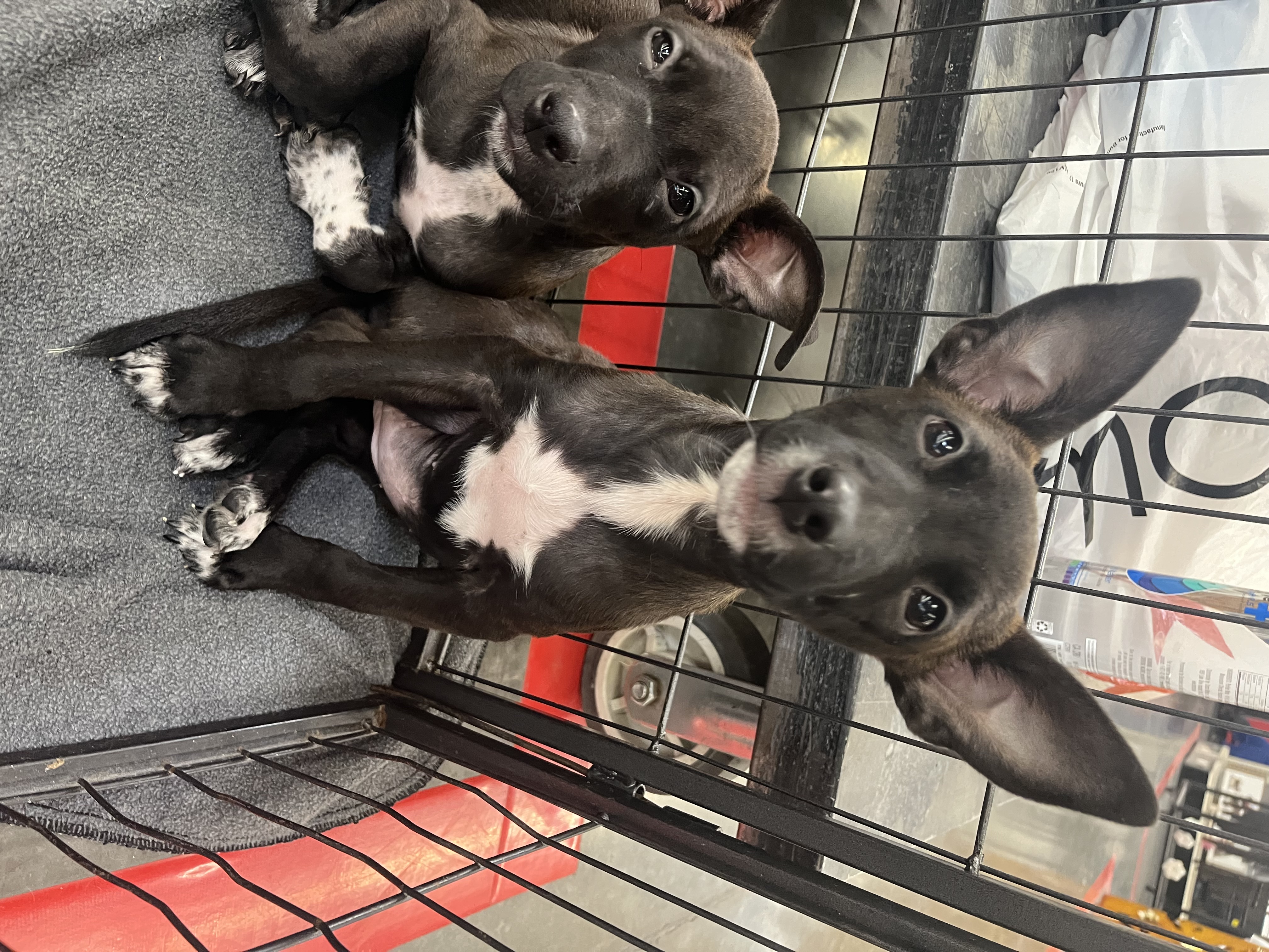 Nelson, a Adoptable mixed breed in Scottsdale, AZ image 6/6