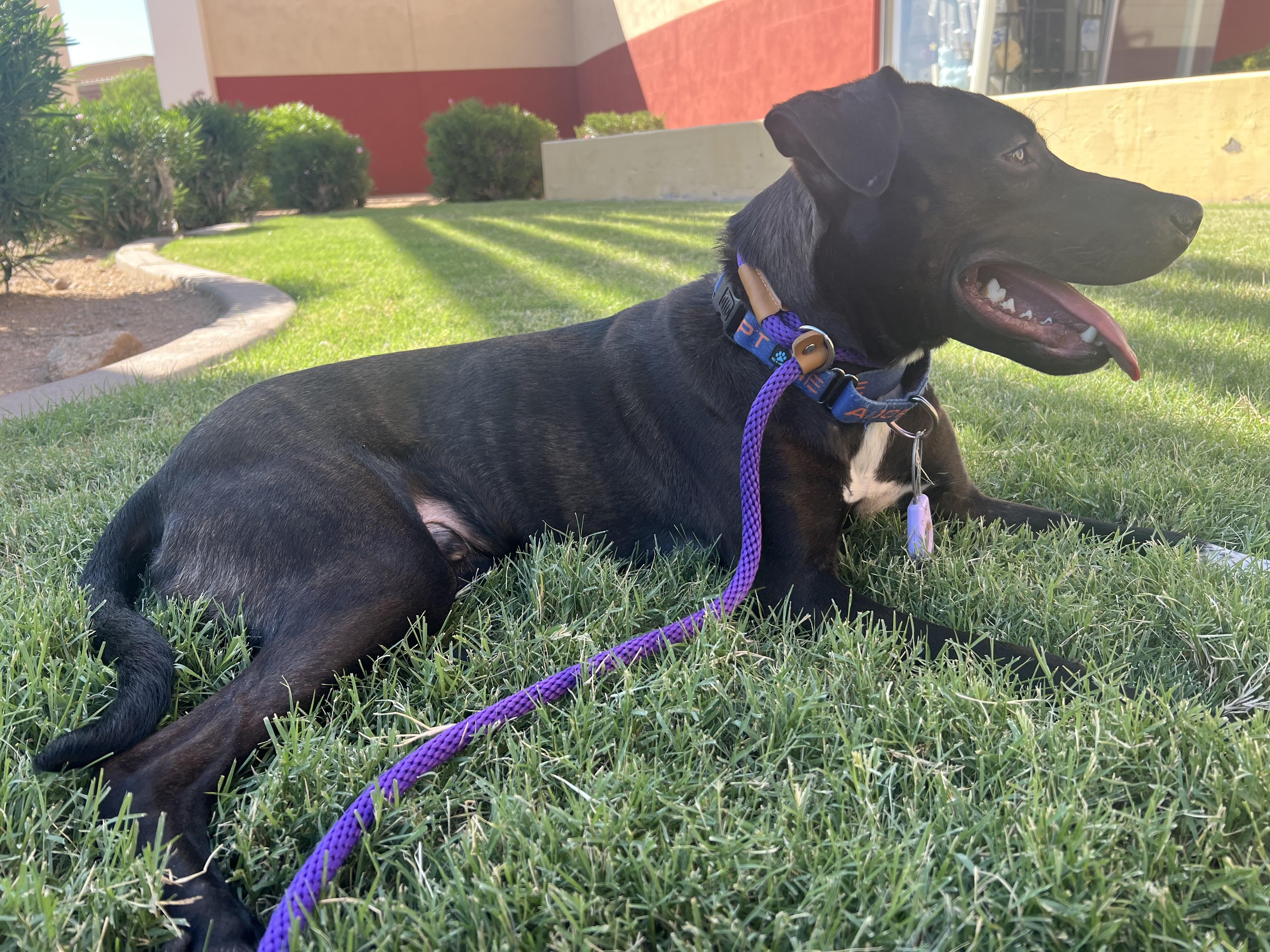 Nelson, a Adoptable mixed breed in Phoenix, AZ image 4/6