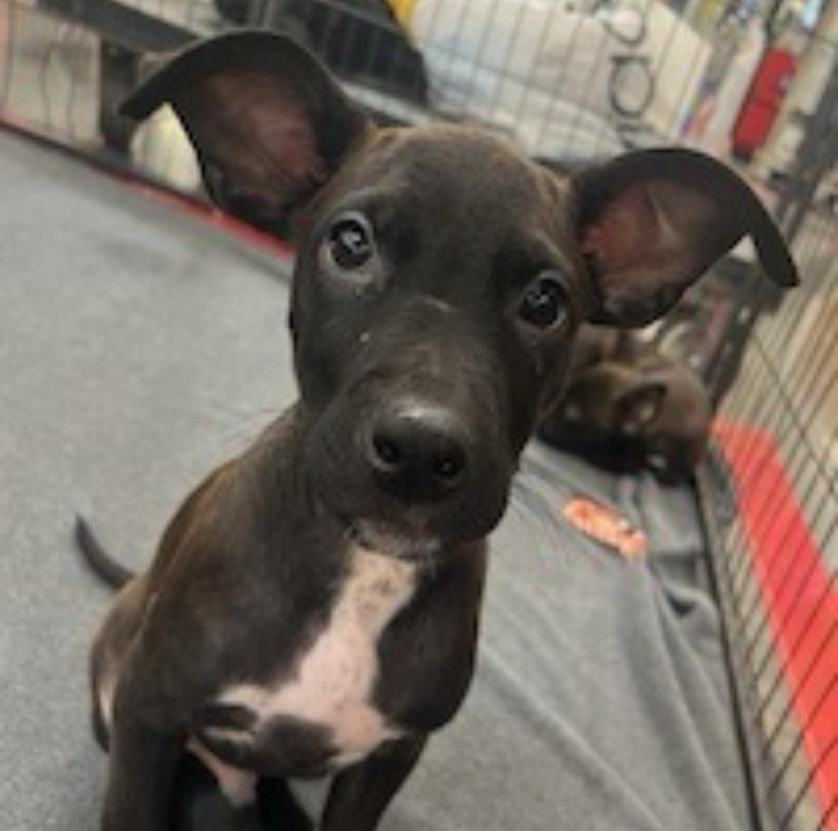 Nelson, a Adoptable mixed breed in Phoenix, AZ image 5/6