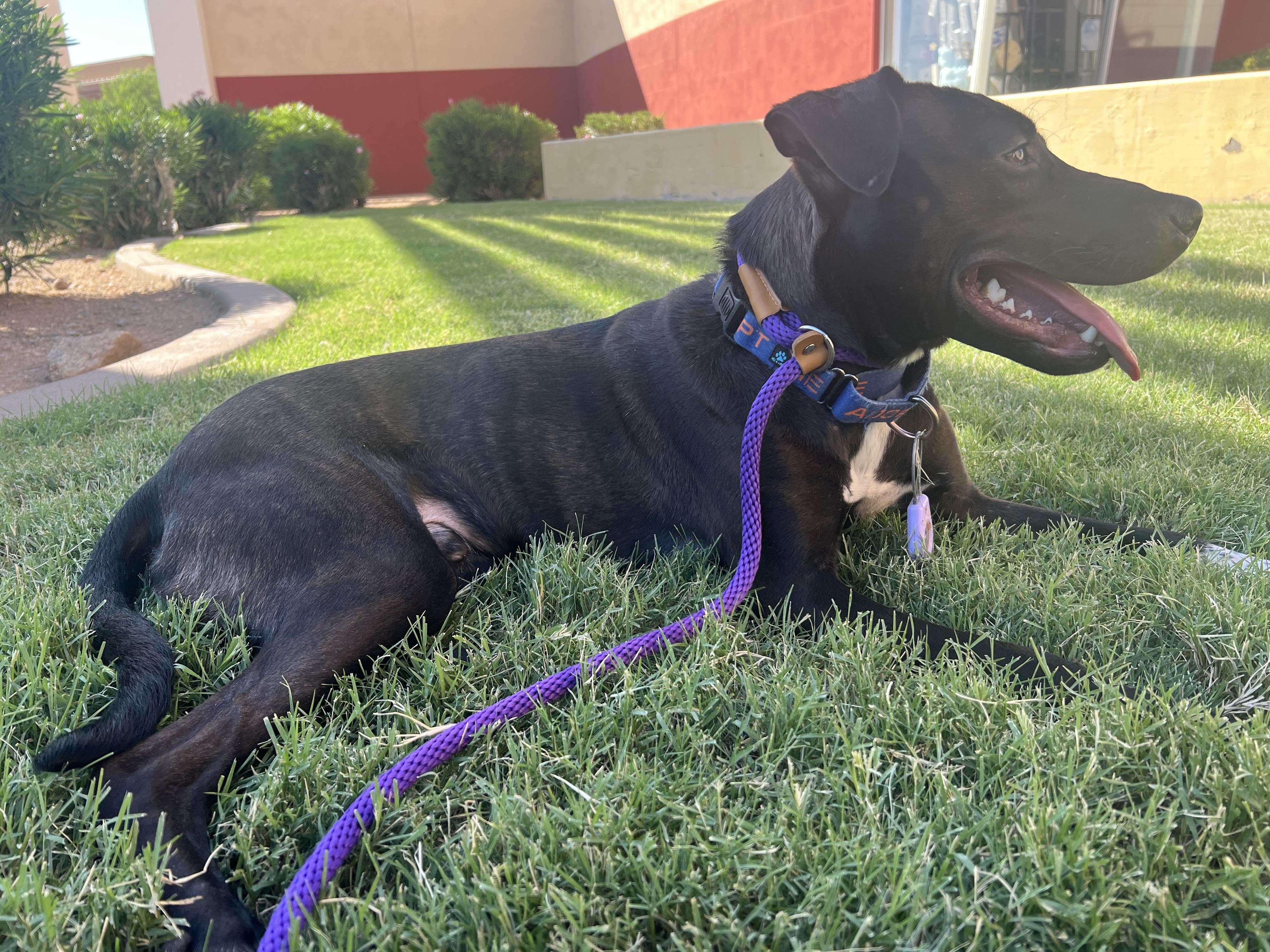 Nelson, a Adoptable mixed breed in Scottsdale, AZ image 3/6