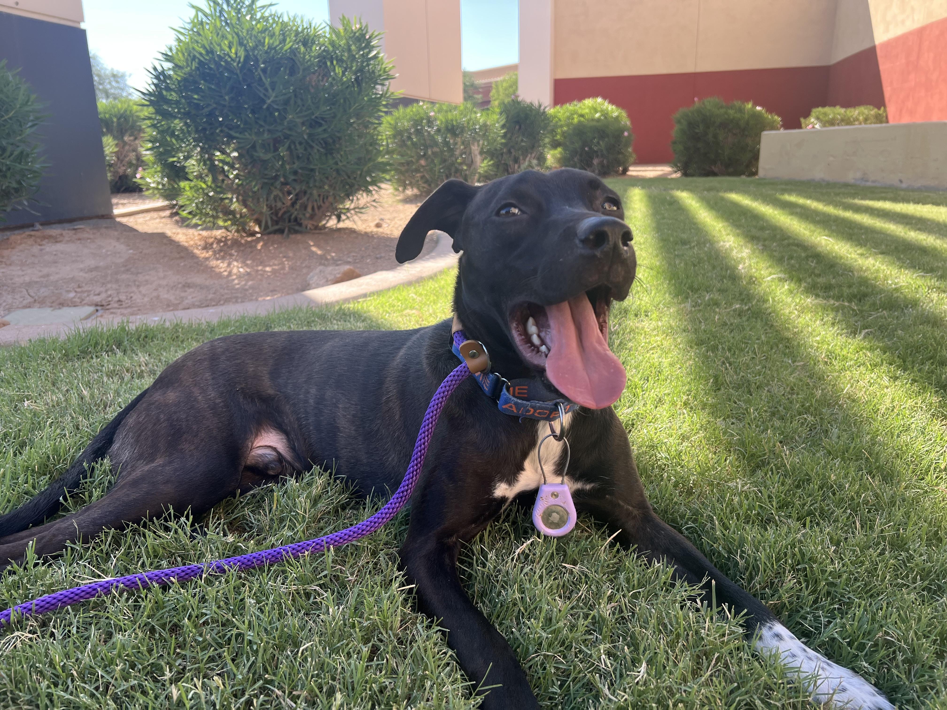 Nelson, a Adoptable mixed breed in Phoenix, AZ image 6/6