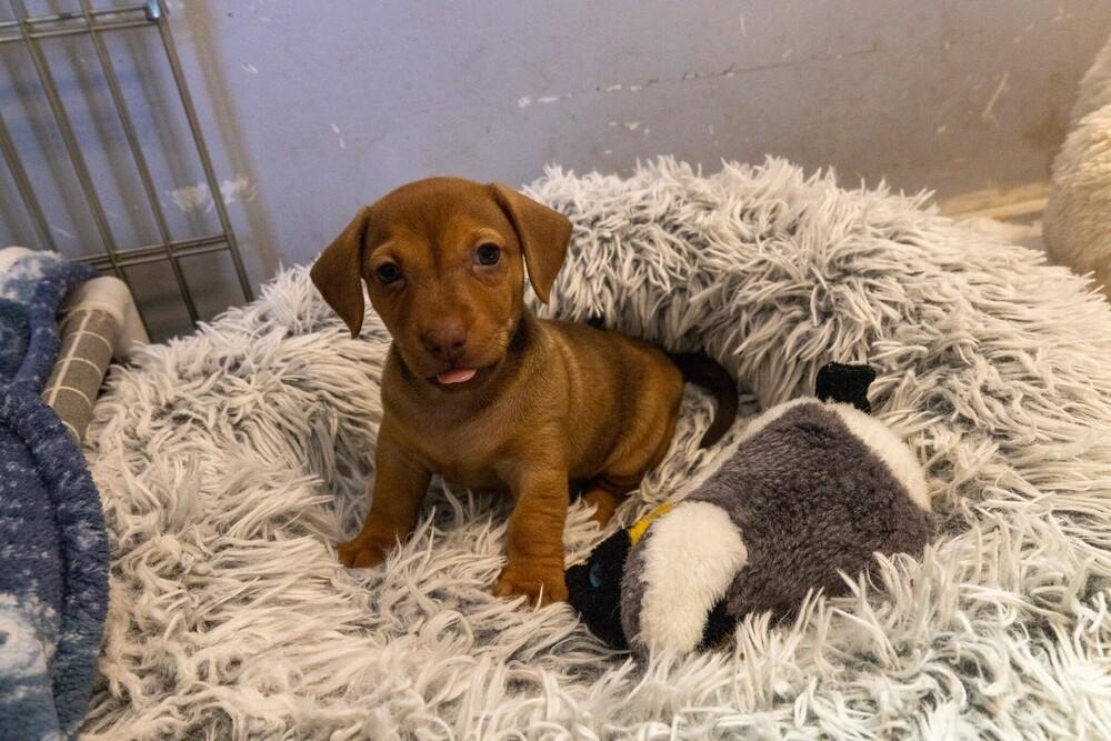 Enlarge Roo, a Adoptable mixed breed in Santa Rosa, CA image 1/1