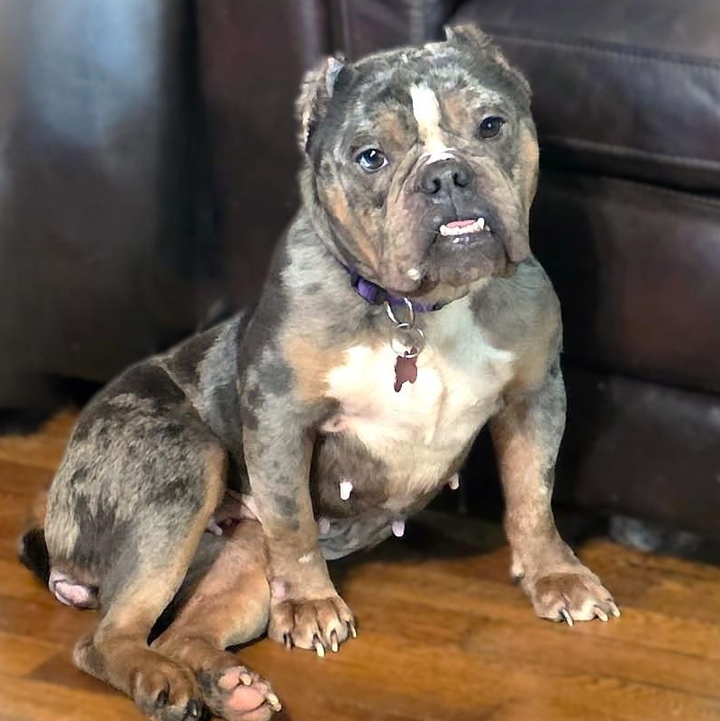 Enlarge IVY, a Adoptable mixed breed in Burton, MI image 3/5