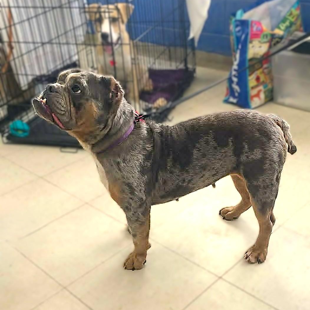 IVY, a Adoptable mixed breed in Burton, MI image 6/6
