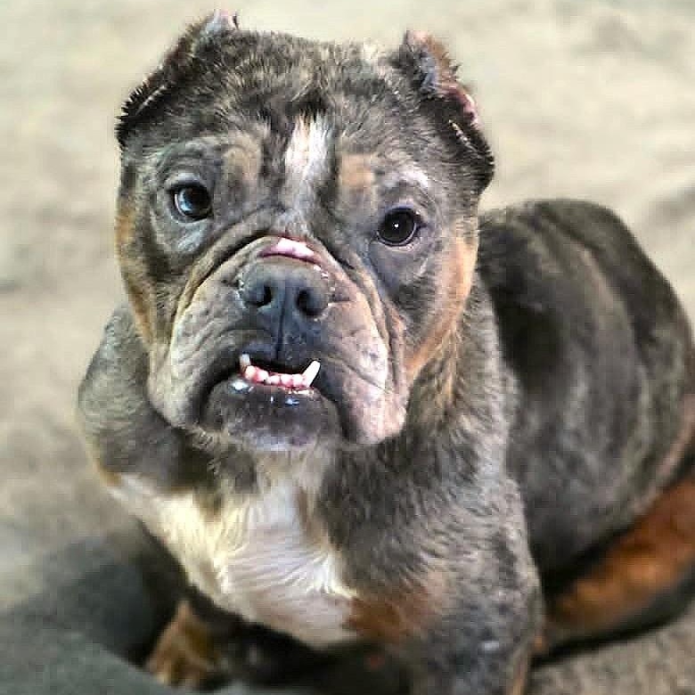 IVY, Adoptable, Adult Female French Bulldog & Bulldog.
