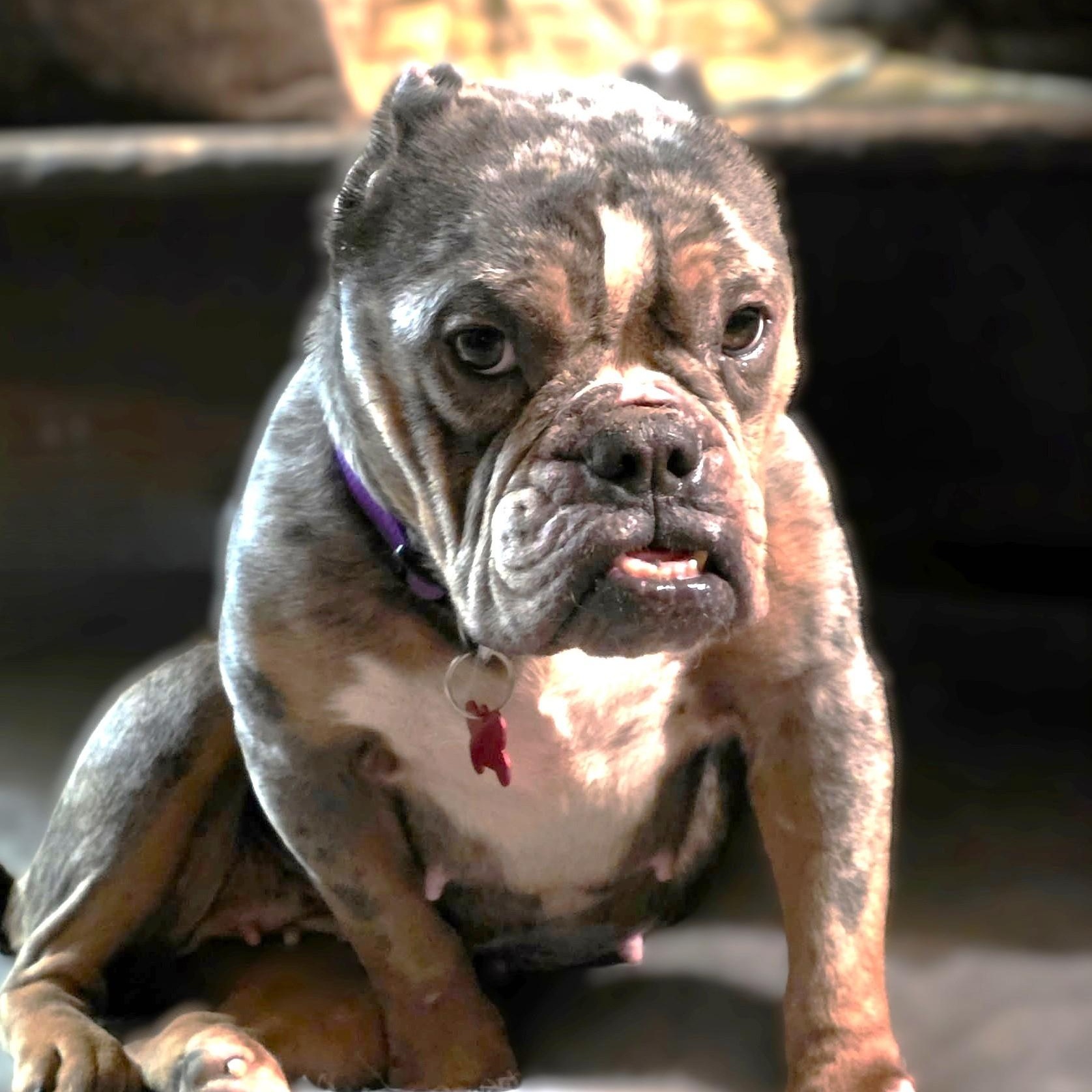 Enlarge IVY, a Adoptable mixed breed in Burton, MI image 2/5