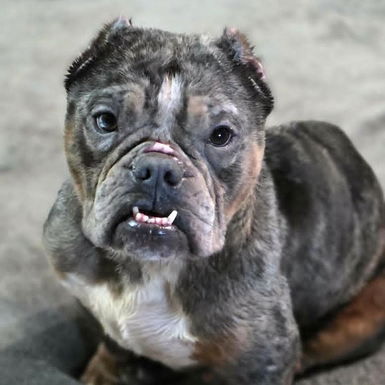 Enlarge IVY, a Adoptable mixed breed in Burton, MI image 5/5