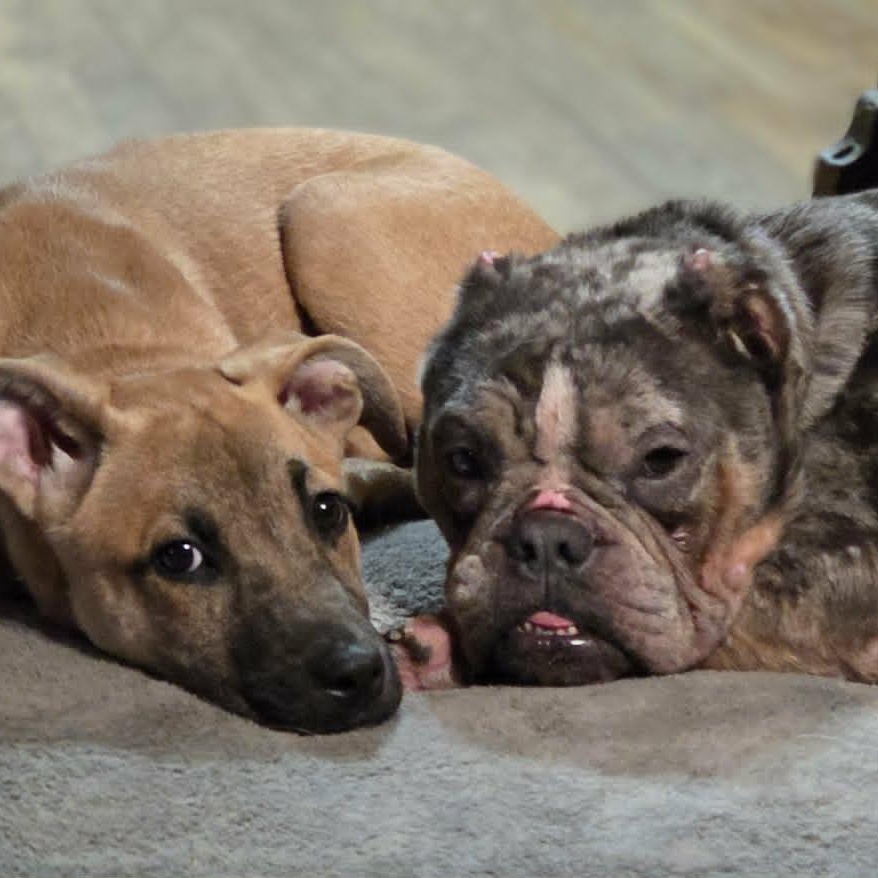 IVY, a Adoptable mixed breed in Burton, MI image 5/6