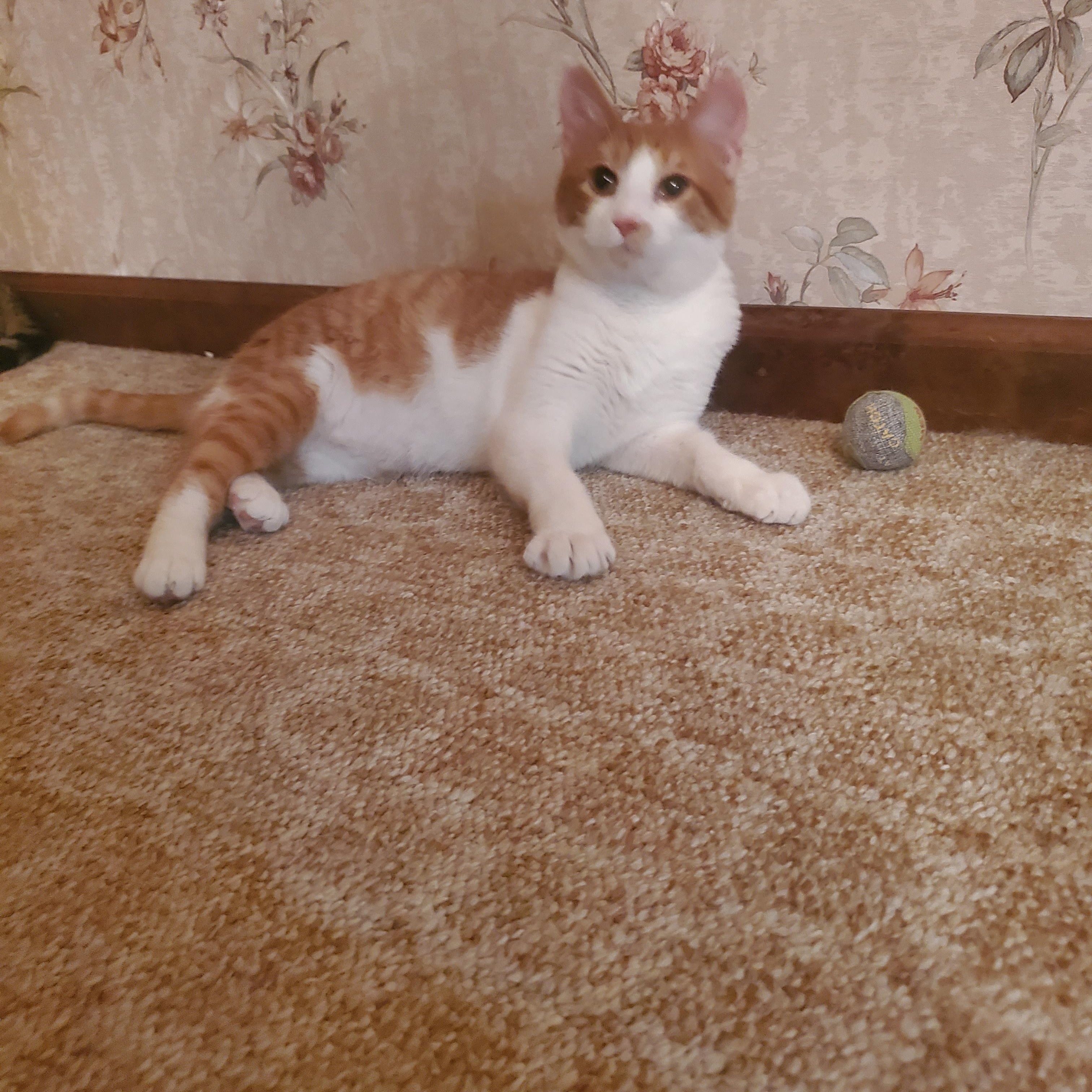 Beans, a Adoptable Domestic Short Hair in Temple, PA image 3/3