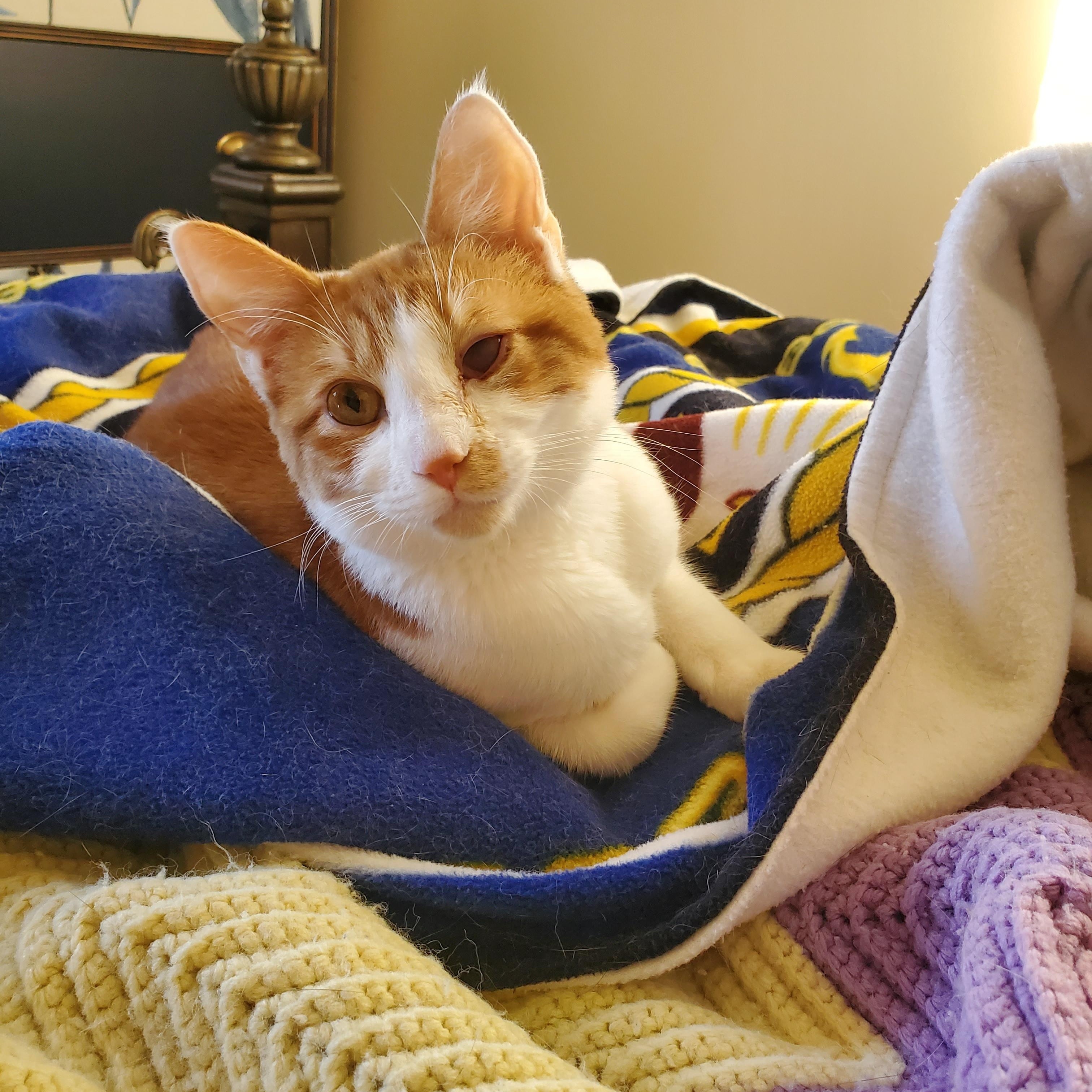 Beans, Adoptable, Adult Male Domestic Short Hair.