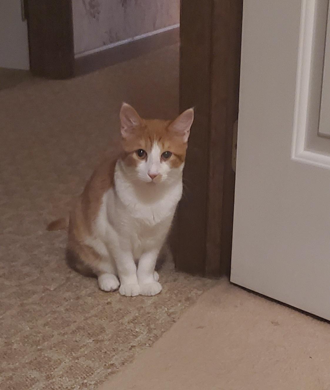 Beans, a Adoptable Domestic Short Hair in Temple, PA image 2/3