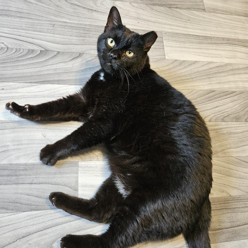 Kyle, Adoptable, Senior Male Domestic Short Hair.