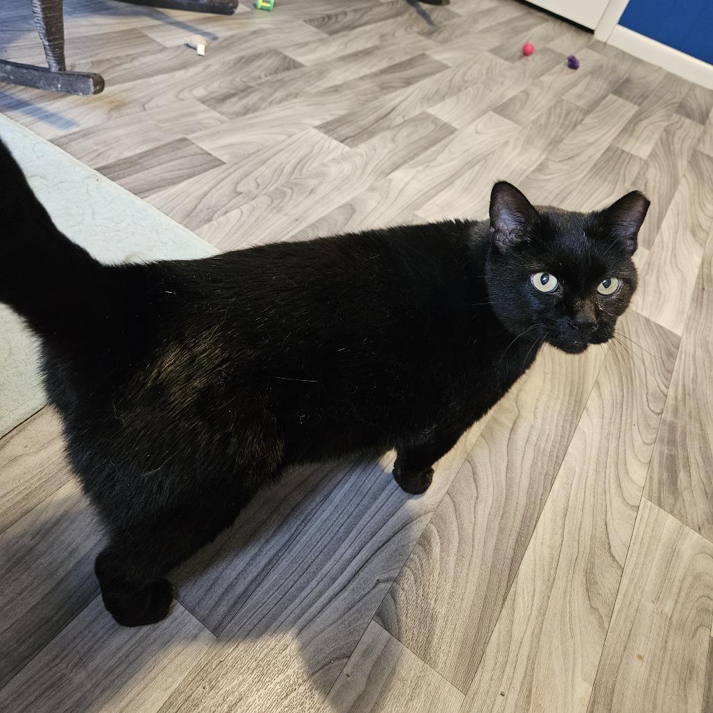 Kyle, a Adoptable Domestic Short Hair in Columbia, MO image 2/4