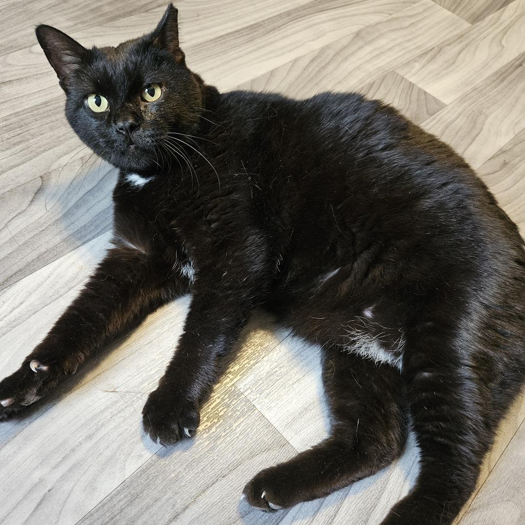 Kyle, a Adoptable Domestic Short Hair in Columbia, MO image 3/4