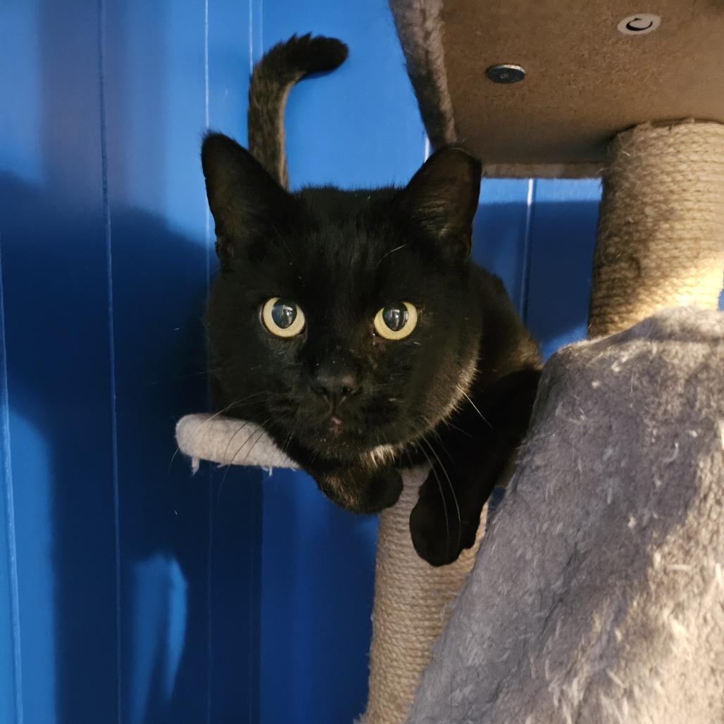 Kyle, a Adoptable Domestic Short Hair in Columbia, MO image 4/4