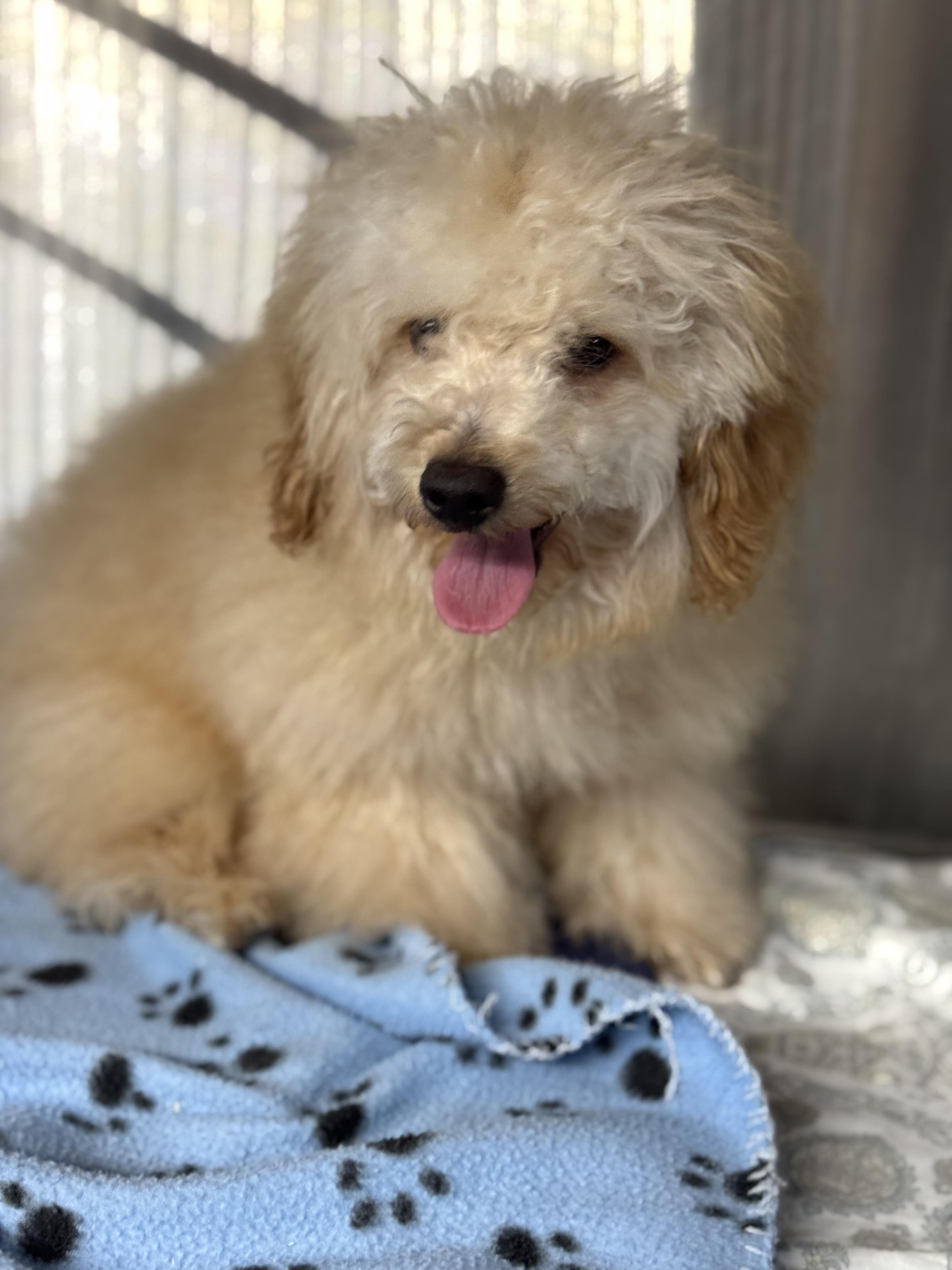 Loki, adopted, Puppy Male Poodle.