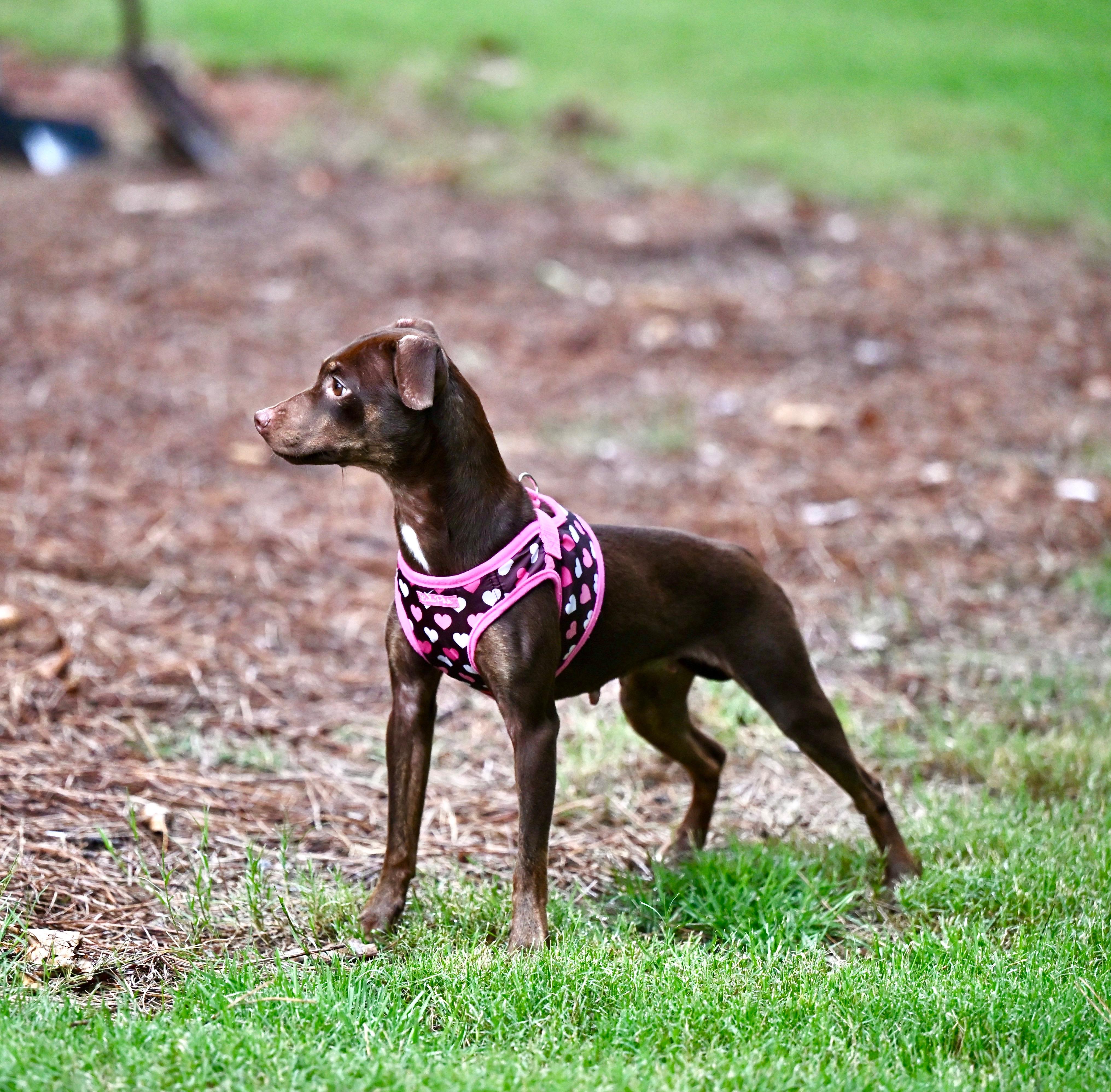 Enlarge Sophie, an adopted mixed breed in Waltham, MA image 6/6