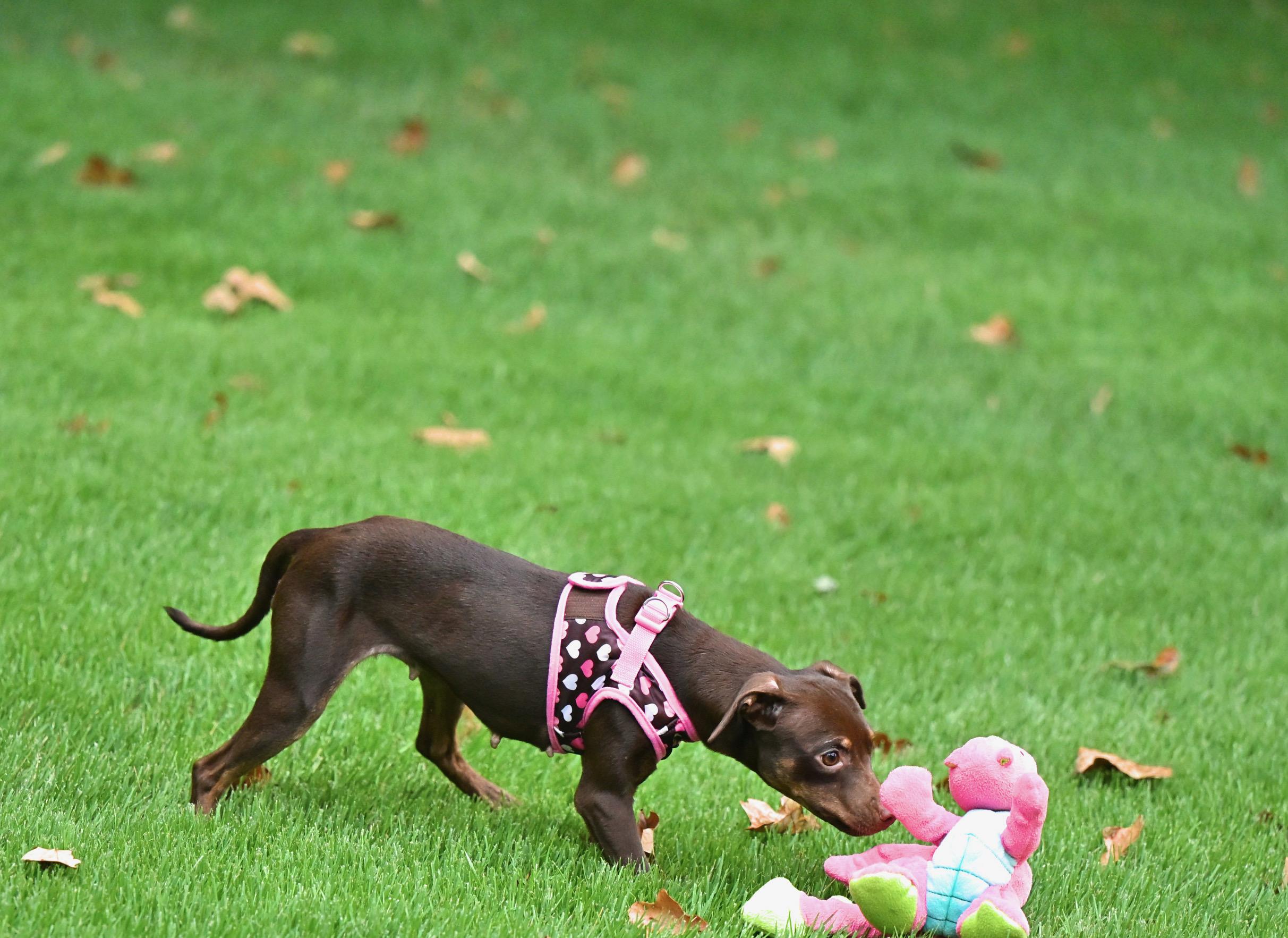 Enlarge Sophie, an adopted mixed breed in Waltham, MA image 5/6