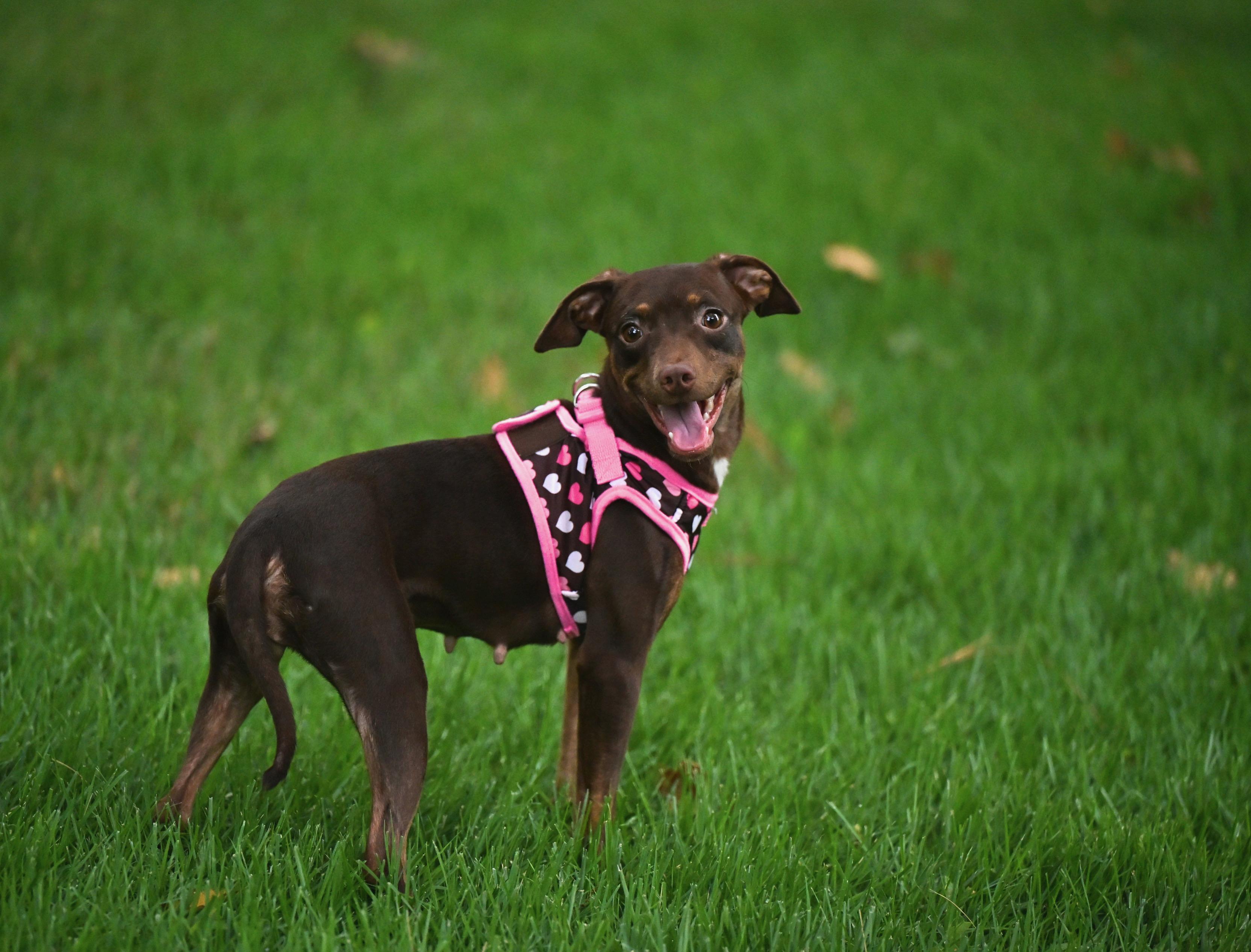 Enlarge Sophie, an adopted mixed breed in Waltham, MA image 2/6