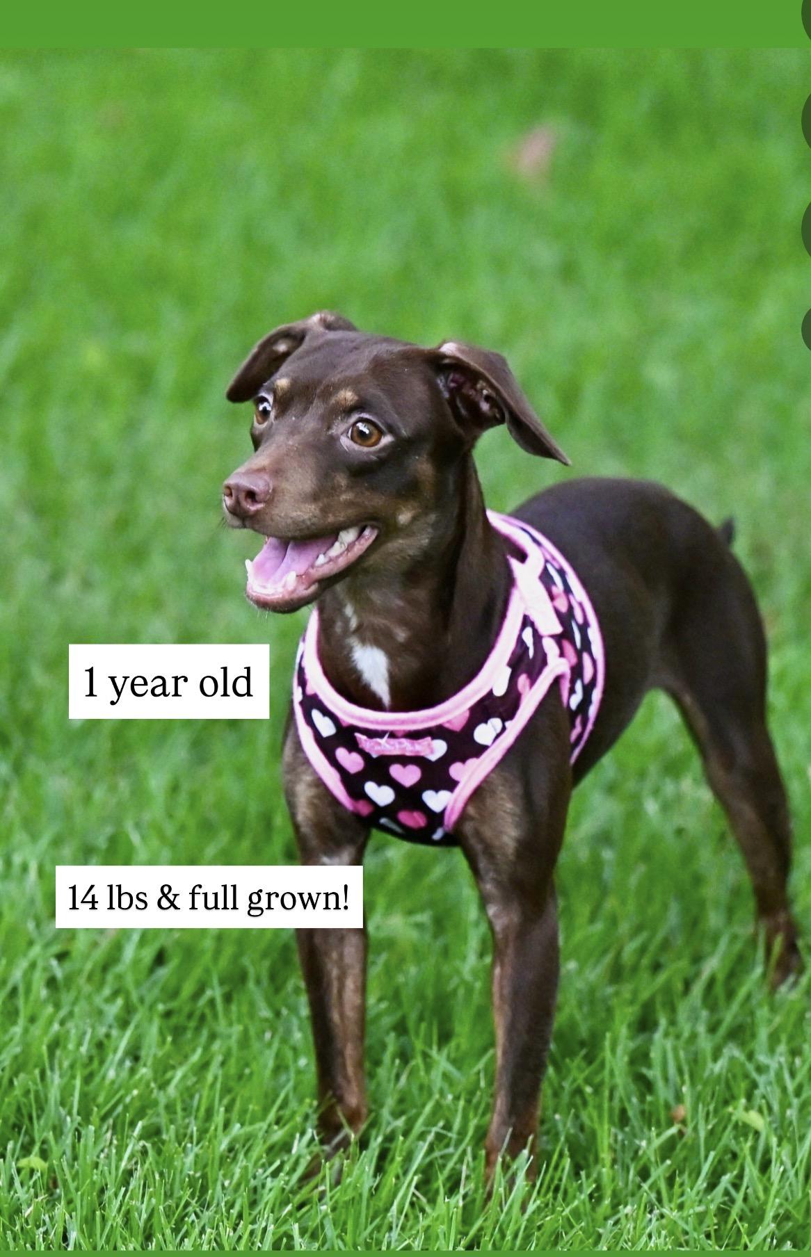 Sophie, adopted, Young Female Miniature Pinscher & Italian Greyhound.